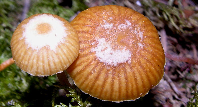 Galerina da determinare n�13.